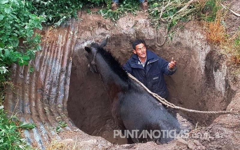 Bomberos Voluntarios rescataron caballo que cayó a un pozo