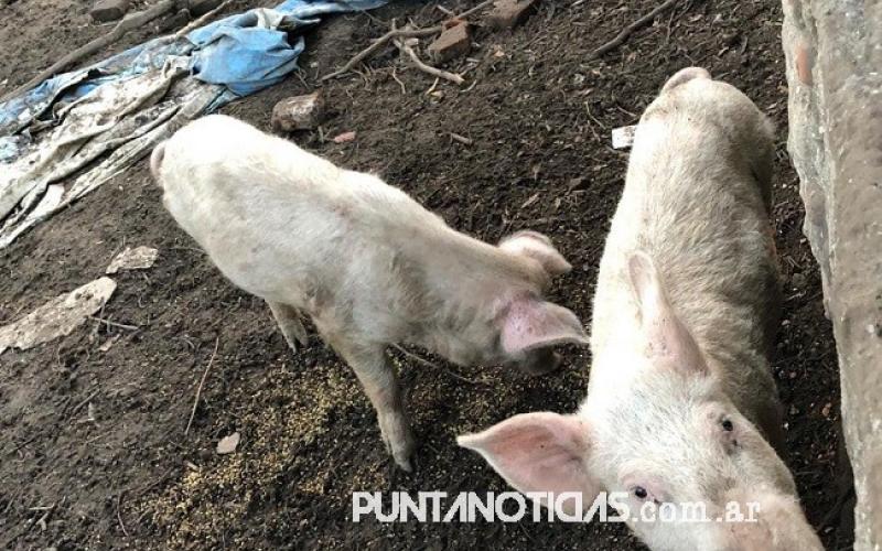 Villa Arias: realizaron allanamiento y secuestraron porcinos que “estaban en malas condiciones” 