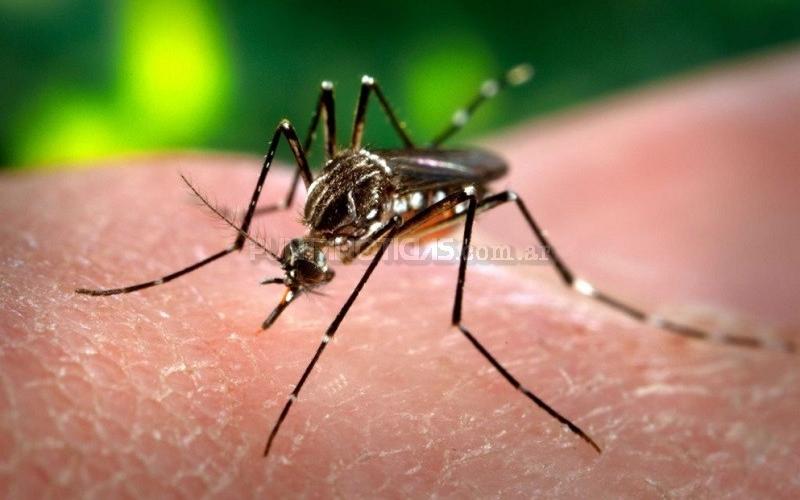 ANMAT prohíbe venta de repelentes para mosquitos: dos marcas grandes complicadas