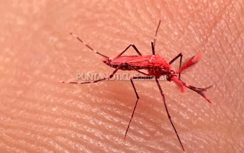 Mendoza: liberaron más de 10 mil “mosquitos rojos” para combatir el dengue