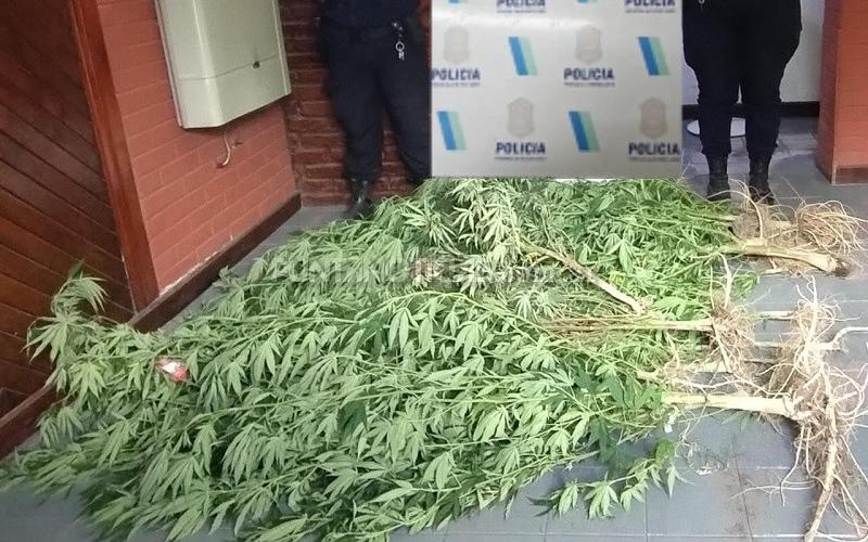 Buscaban un machete y encontraron plantas de marihuana